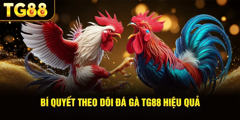 Bí Quyết Theo Dõi Đá Gà TG88 Hiệu Quả