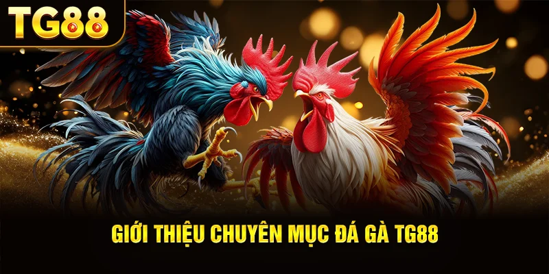 Giới Thiệu Chuyên Mục Đá Gà TG88